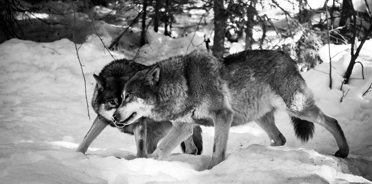 Foto: Guillaume Archambault