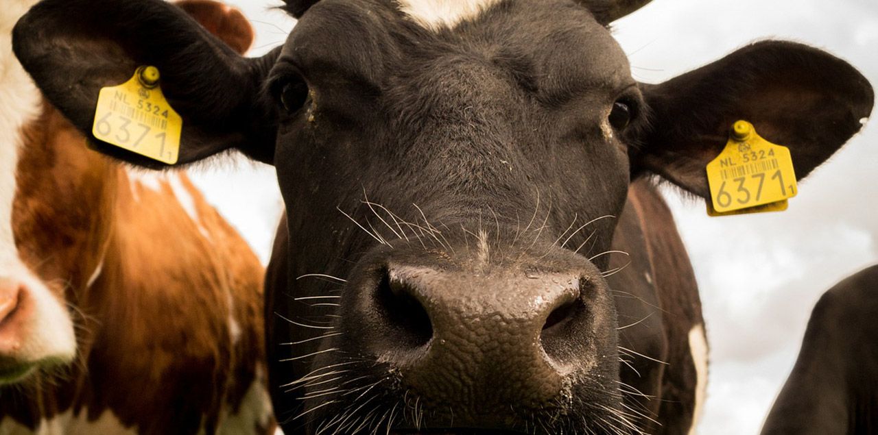 Foto: Skitterphoto / CC0 (via Pixabay)