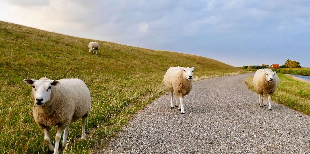 Foto: Ria Algra / CC0 (via Pixabay)