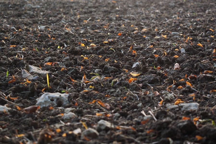 Foto: Hans Braxmeier / CC0 via Pixabay