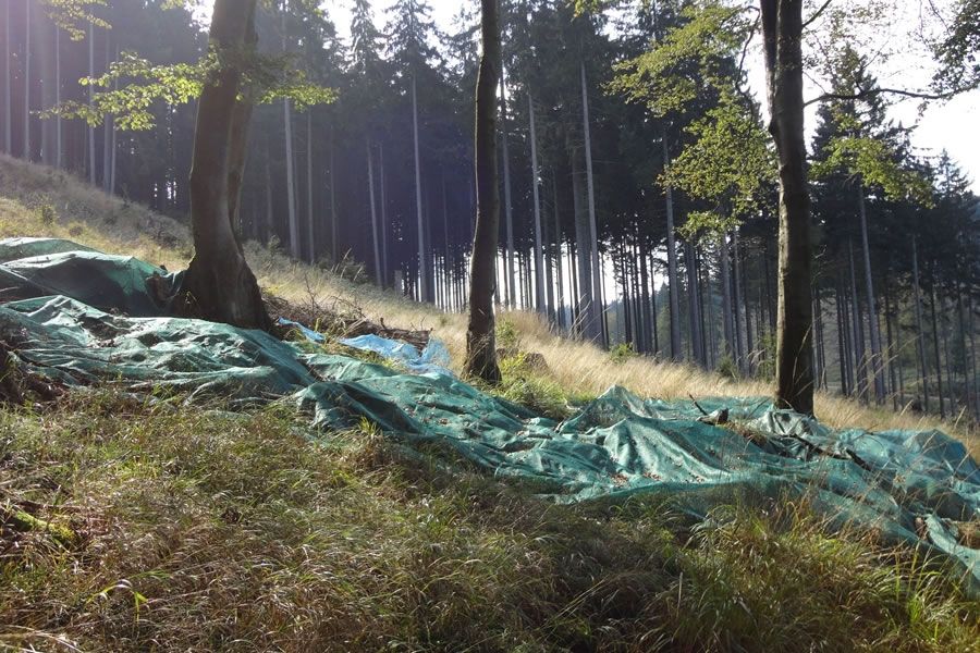 Foto: Nationalpark Harz