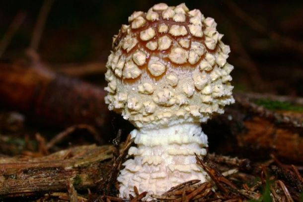 Königsfliegenpilz