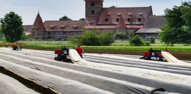 Erntehelfer werden in Gruppen von mehr als 40 Personen in jeweils einem Anhänger vom Hof zu den Feldern transportiert.