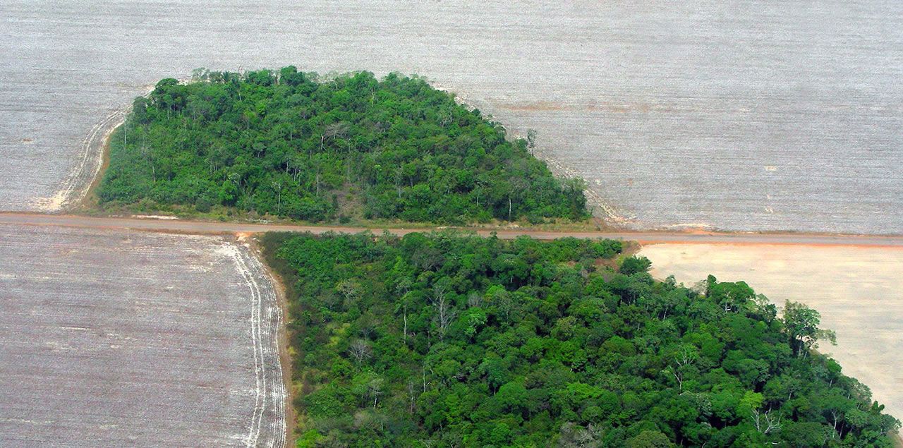 Abholzung: Übriggebliebenes Waldstück in einem Baumwollfeld in Brasilien