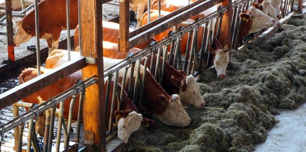 Als Vorteile der geplanten Neuverteilung der Aufgaben führte das Ministerium an, dass die Kontroll-Belastung auf den Bauernhöfen verringert werde, da nur noch eine Behörde zuständig sei.