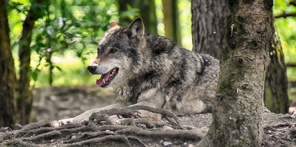 Auf der Umweltministerkonferenz hatten lediglich Niedersachsen, Nordrhein-Westfalen, Mecklenburg-Vorpommern sowie das Saarland erklärt, den Leitfaden zur Grundlage im Umgang mit dem Wolf zu machen.