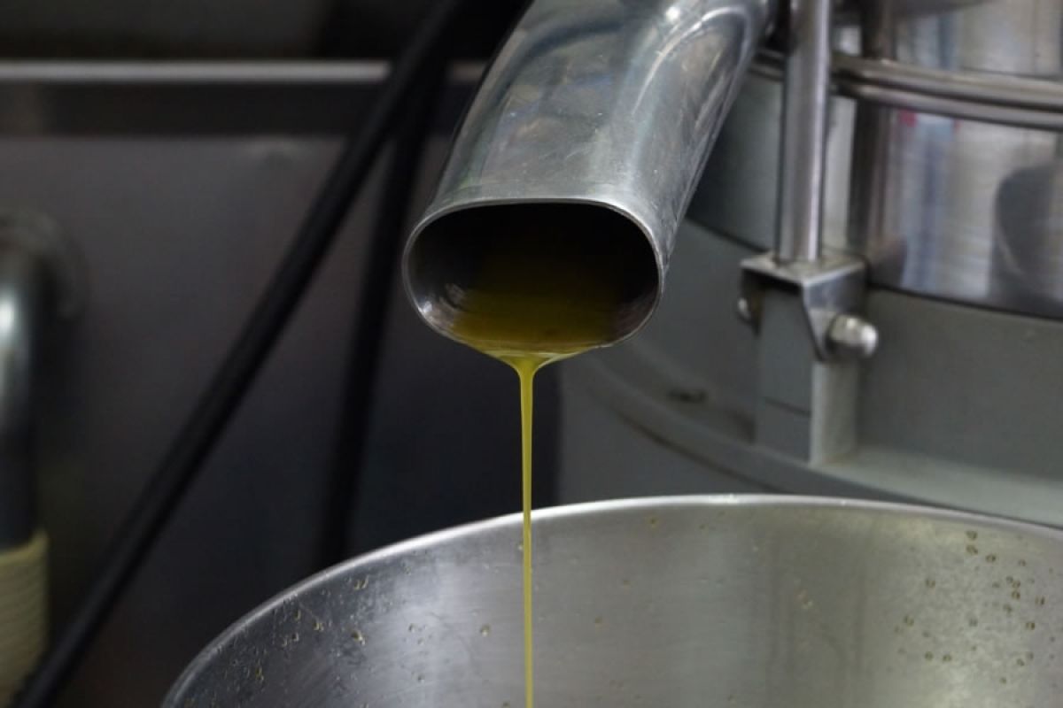 Olivenöl Herstellung