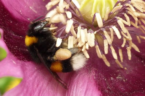 Erdhummel beim Pollensammeln in einer Schlafmohnblüte