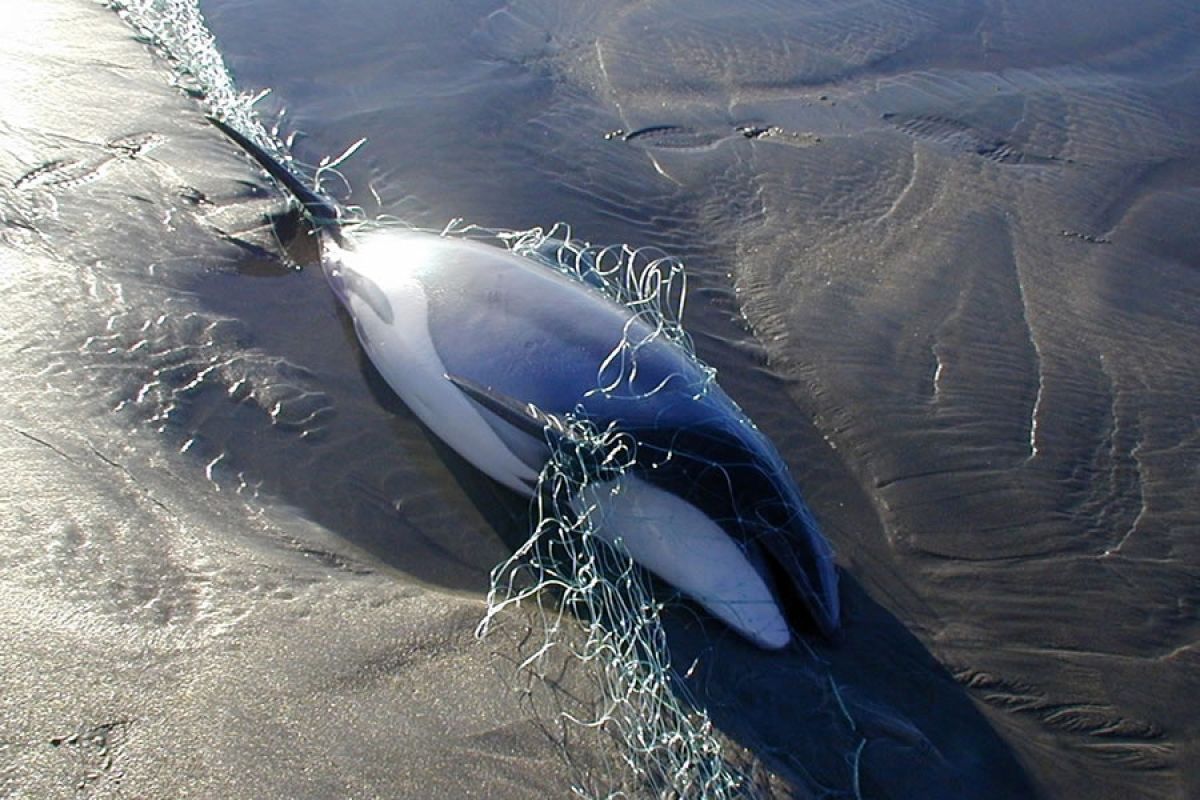Nylon-Kiemennetze sind die größte Gefahr für Hector- und Maui-Delfine.