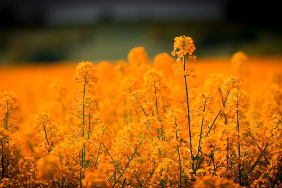 Foto: Jörg Peter / pixabay (CC)