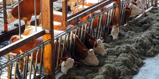 Als Vorteile der geplanten Neuverteilung der Aufgaben führte das Ministerium an, dass die Kontroll-Belastung auf den Bauernhöfen verringert werde, da nur noch eine Behörde zuständig sei.