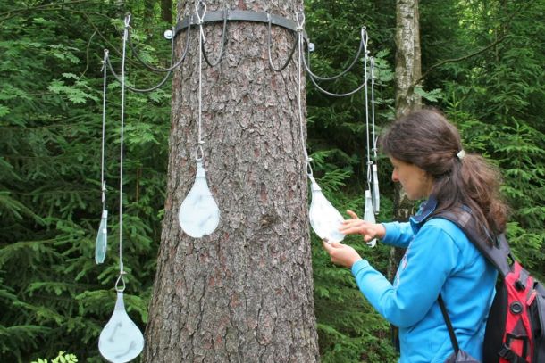 Station "Mythos Wasser" auf dem Naturmythenpfad Braunlage