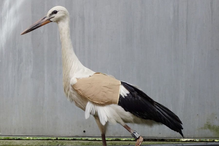 NABU/Bärbel Rogoschik
