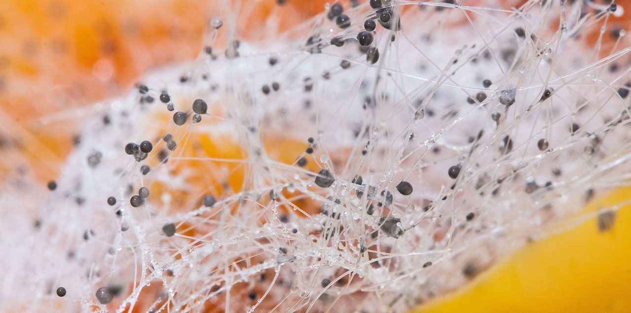 Foto: stux / CC0 de (via Pixabay)