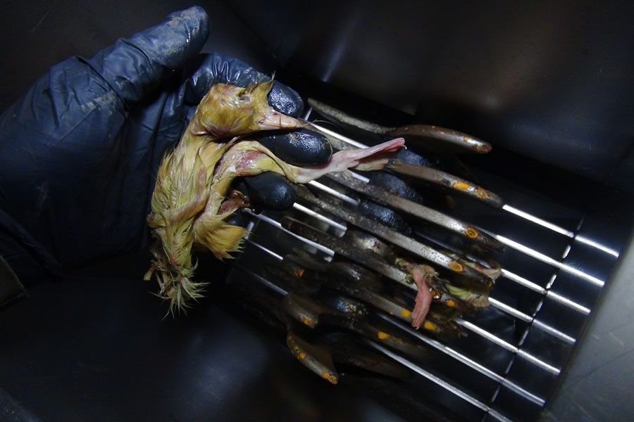 Foto: obs/SOKO Tierschutz