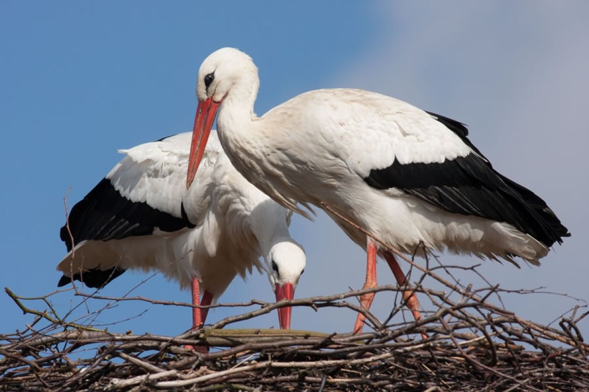 Das stolze Elternpaar Fridolin und Friederike