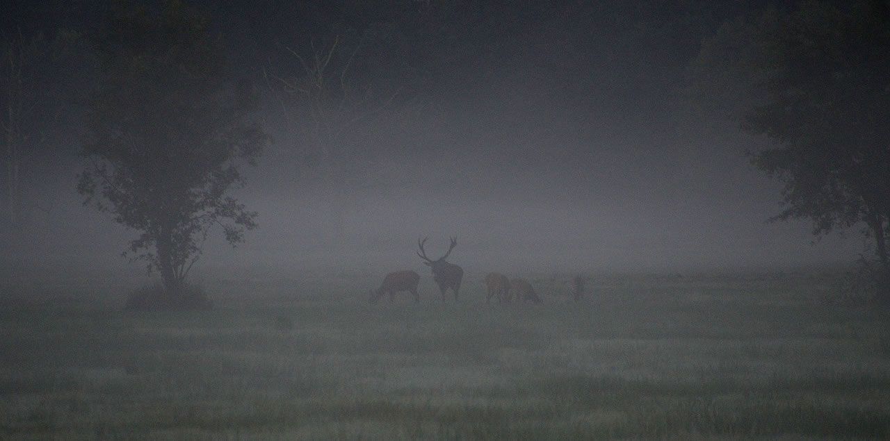 Foto: Brigitte Peters / CC0 (via Pixabay)