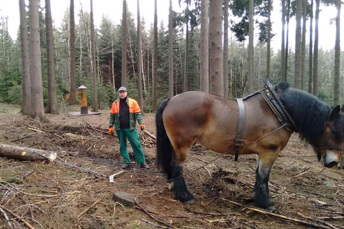 Kaltblutpferd Apollo mit Forstwirt Maik Bienias des Gespannfuhrunternehmens Meyer aus Wernigerode