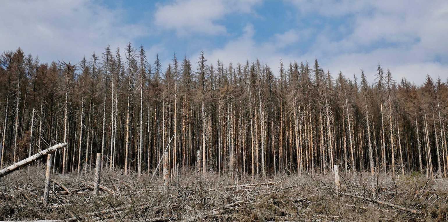 Auch in diesem Jahr geht Schirmbeck davon aus, dass die Borkenkäfer wieder außergewöhnlich große Schäden in den Wäldern anrichten werden.