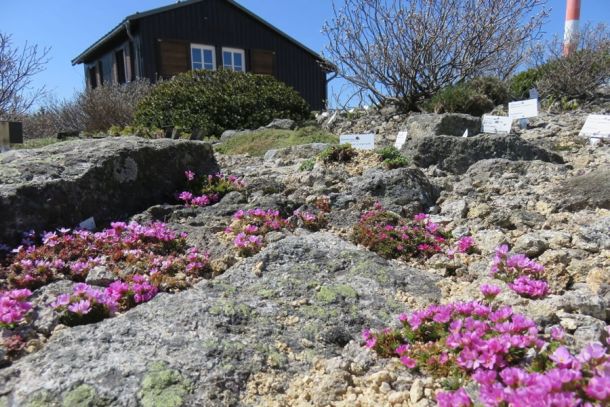 Blick in den Brockengarten