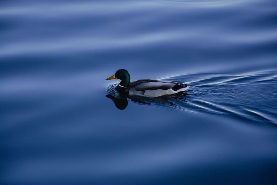 Foto: pexels (CC 0)