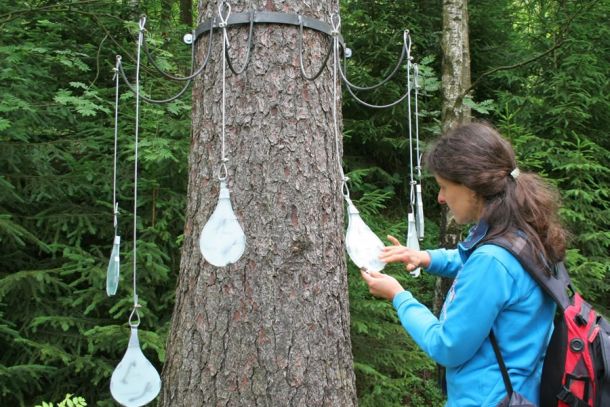 Station "Mythos Wasser" auf dem Naturmythenpfad Braunlage