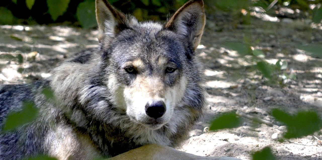 Foto: Andrea Bohl / CC0 (via Pixabay)