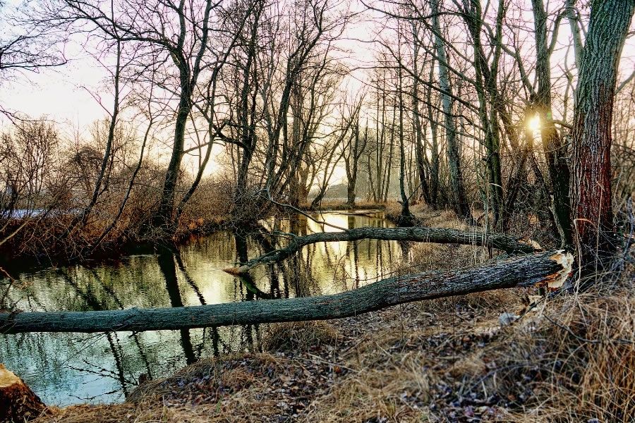 Foto:  Schwoaze / CC0 via Pixabay