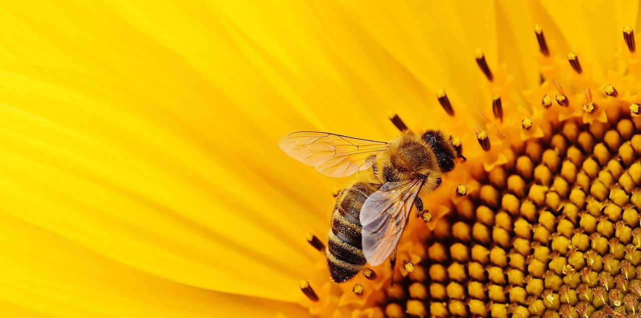 Foto: Alexas_Fotos / CC0 (via Pixabay)