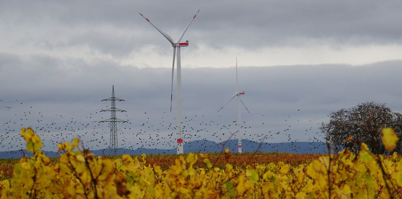 Foto: Mylene2401 / CC0 (via Pixabay)