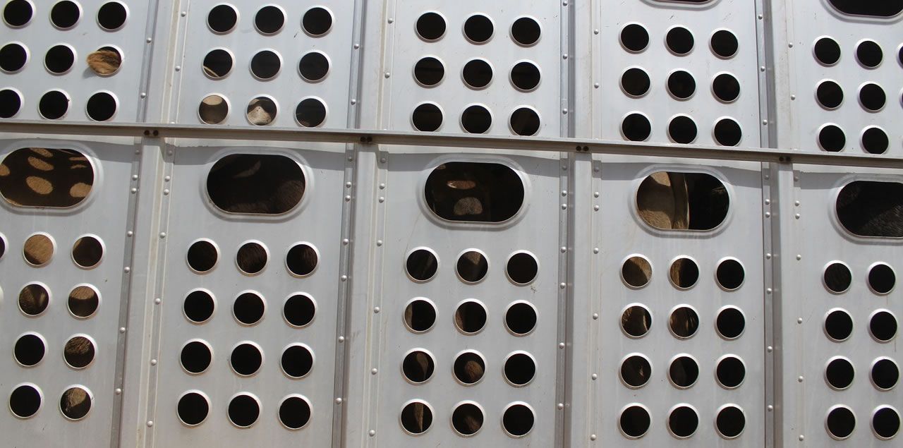 Foto: Mario Pacheco / CC0 (via Pixabay)