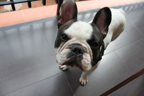 Beißt er oder beißt er nicht? Donald Trump mischt den G7-Gipfel auf. Leider ohne die Fakten zu kennen.