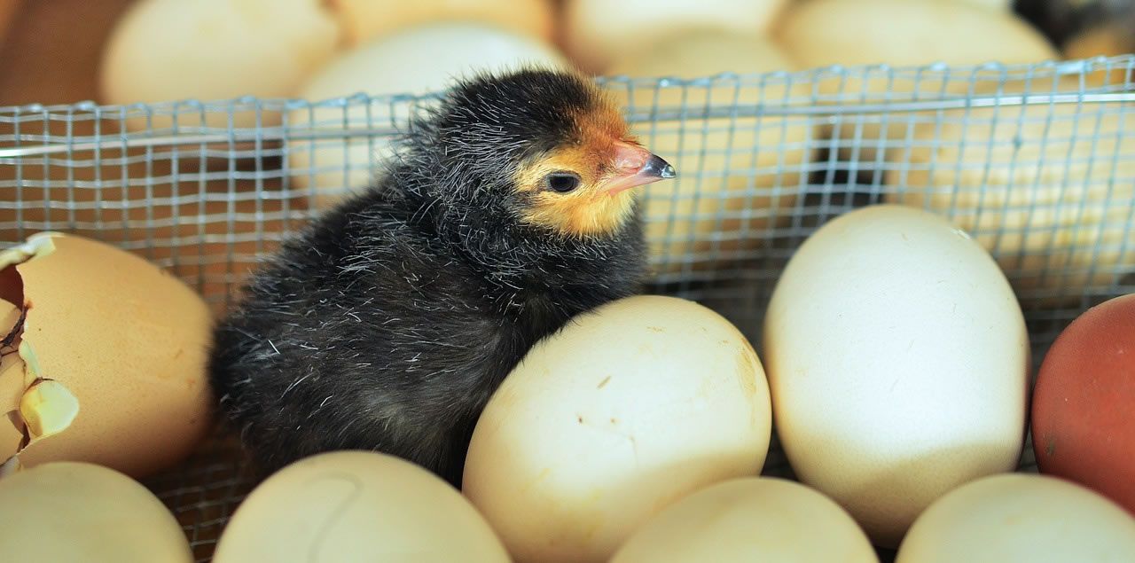 Foto: congerdesign / CC0 via Pixabay