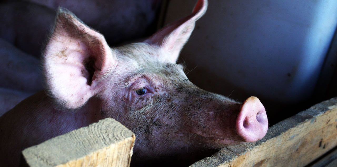 Foto: Bernhard Stärck / CC0 (via Pixabay)