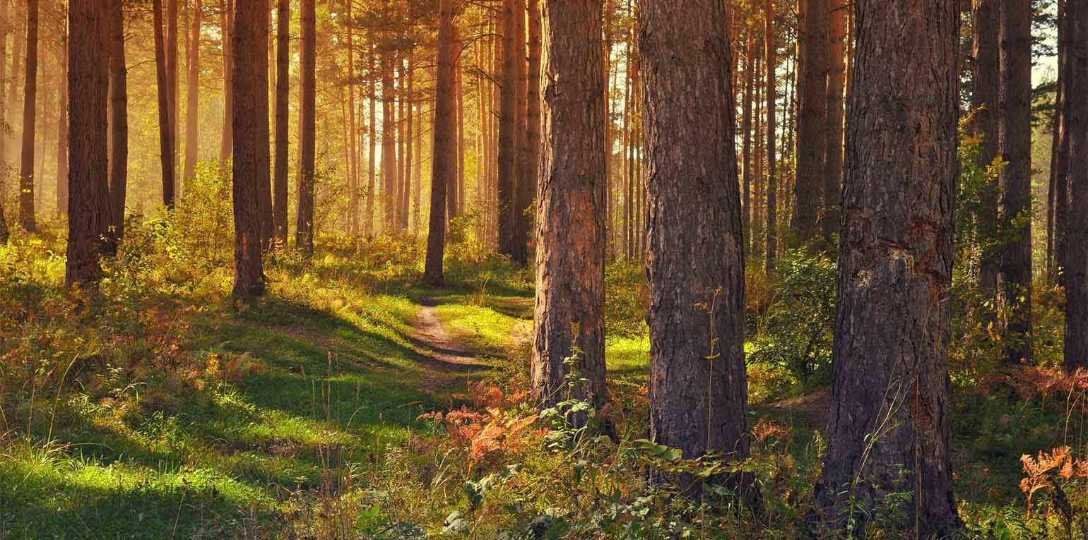 Waldbesitzende, die ihren Wald klimaangepasst bewirtschaften oder gar stilllegen, können dafür Geld vom Staat bekommen. Rund 45 Millionen wurden demnach im Jahr 2023 aus dem Topf nicht abgerufen.