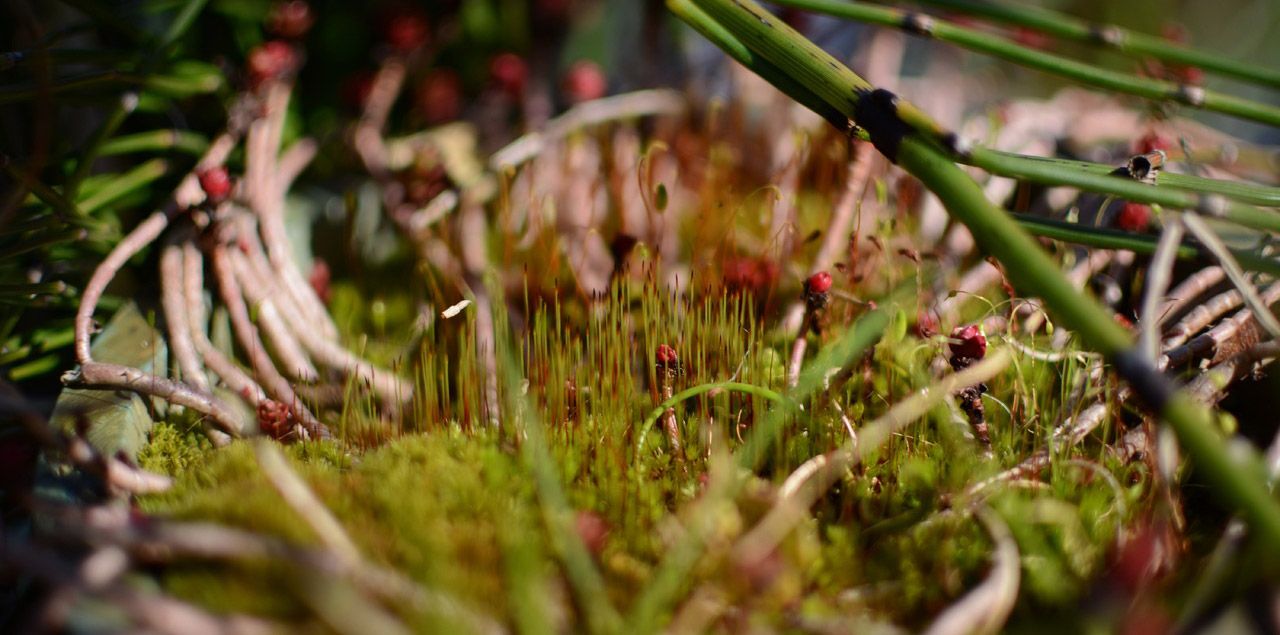 Foto: pxhere  / CC0