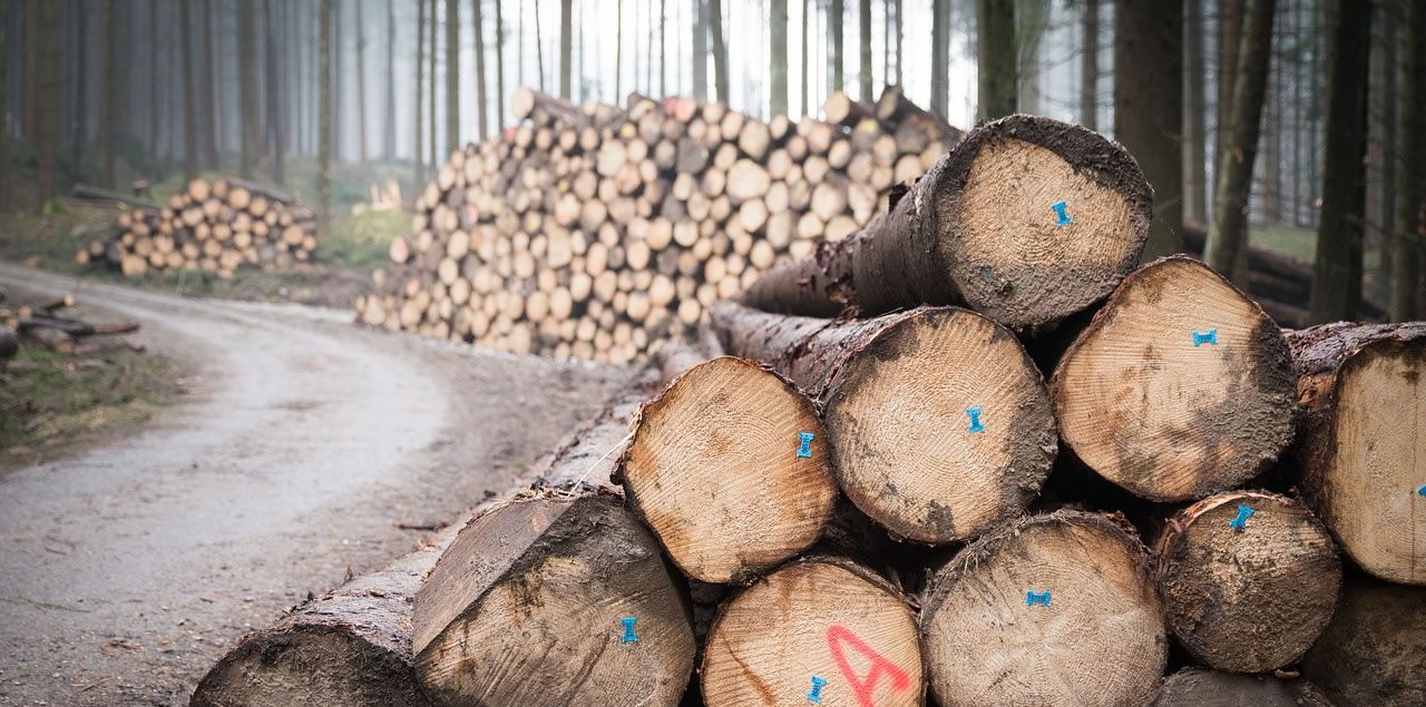 Foto: Wolfgang Ehrecke / CC0 (via Pixabay)