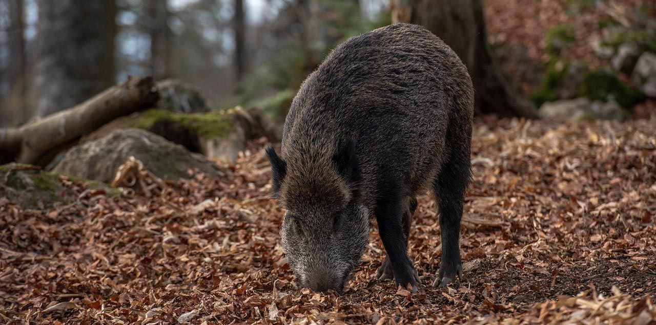 Foto: Zsuzsanna Tóth / CC0 (via Pixabay)