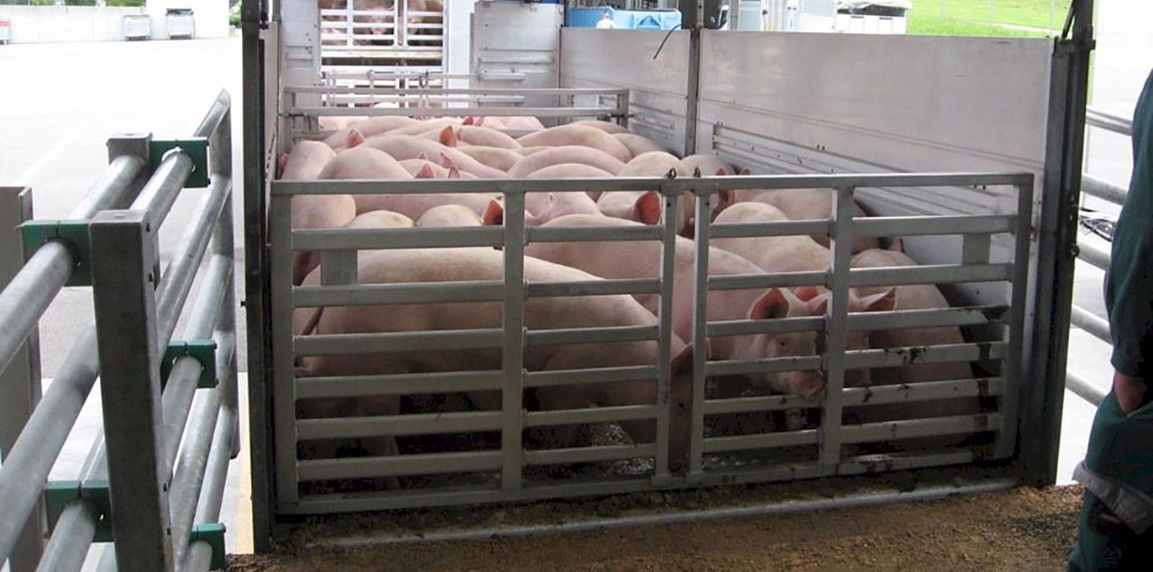 Foto: STS Schweizer Tierschutz / CC BY 2.0 (via Flickr)