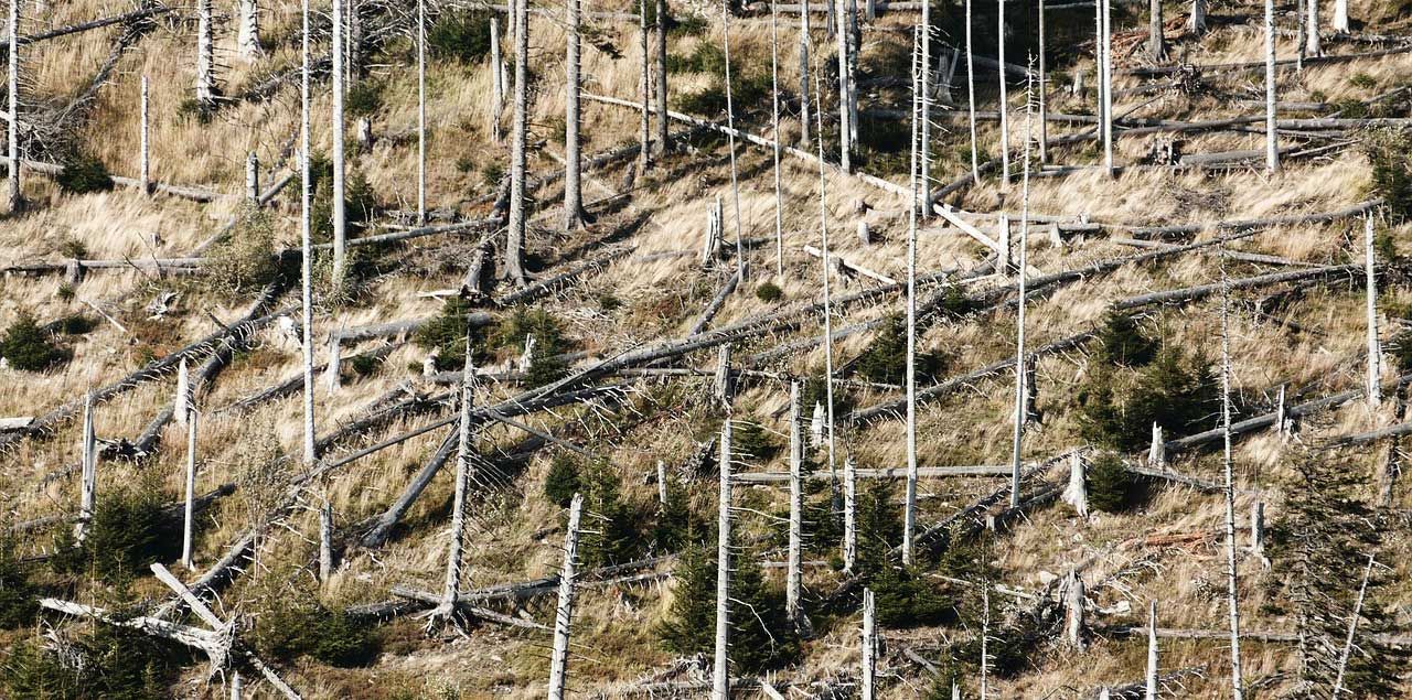 Foto: PublicDomainPictures / CC0 (via Pixabay)