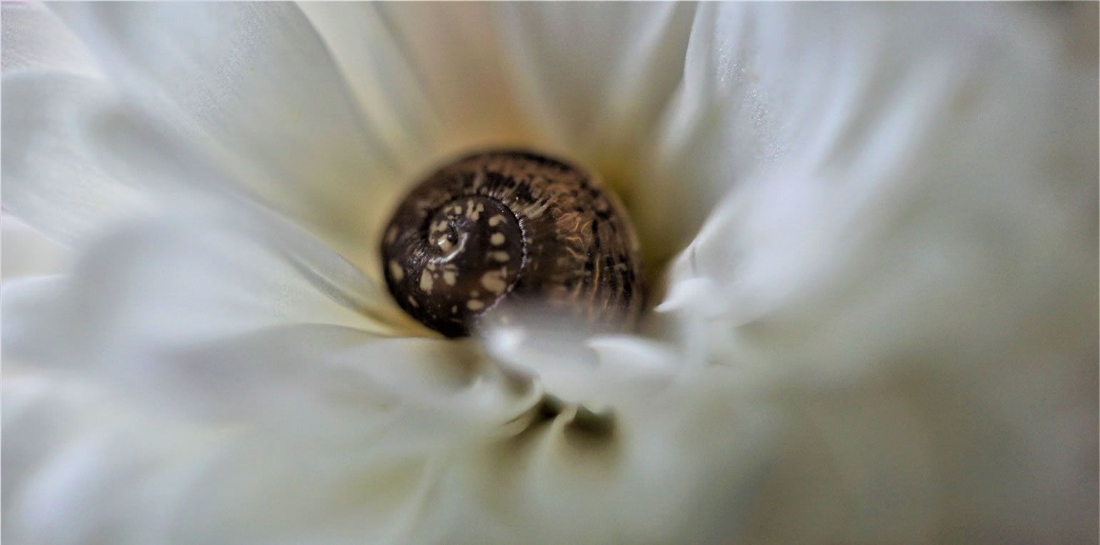 Foto: Myléne / CC0 (via Pixabay)