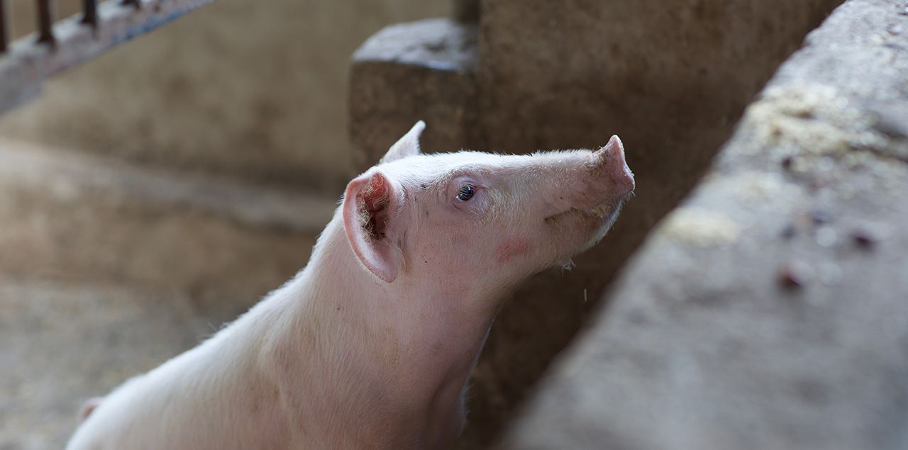 Foto: Julian Dutton / CC0 (via Unsplash)